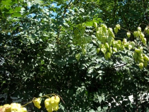Koelreuteria Paniculata